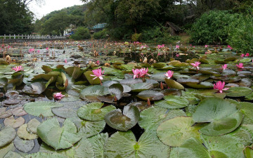 Картинка цветы лилии водяные нимфеи кувшинки