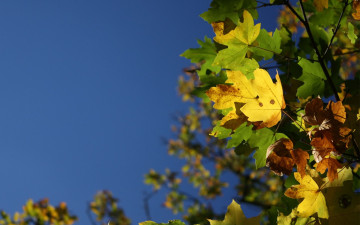 Картинка природа листья