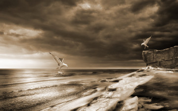 Картинка животные альбатросы