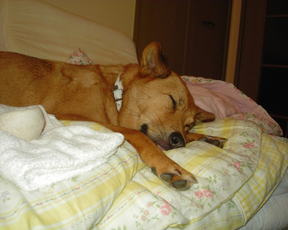 Обои картинки фото животные, собаки