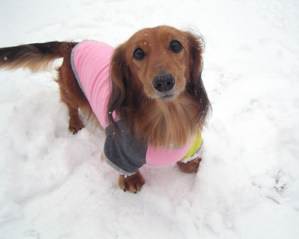 Обои картинки фото животные, собаки