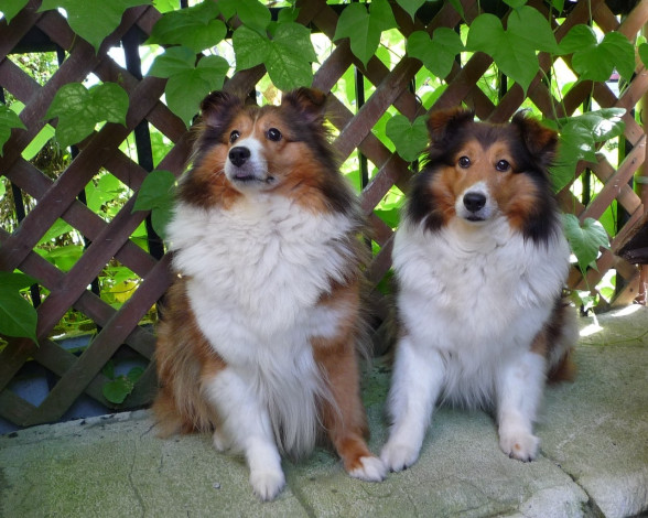 Обои картинки фото животные, собаки