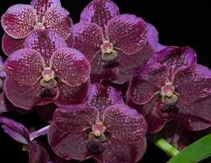 Картинка цветы орхидеи лиловый экзотика