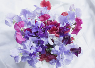 обоя цветы, душистый, горошек, сиреневый, лиловый