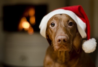 Картинка животные собаки колпак взгляд морда пёс