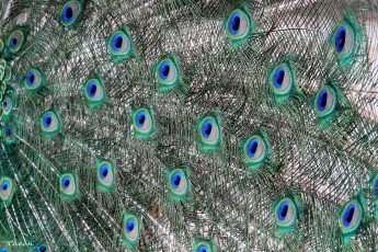 Картинка разное перья павлина