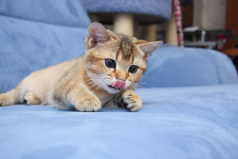 Картинка животные коты котик