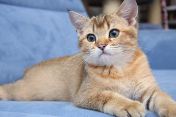 Картинка животные коты котик