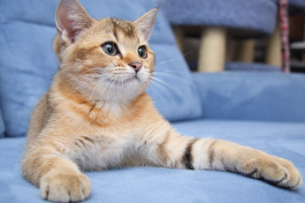 Картинка животные коты котик