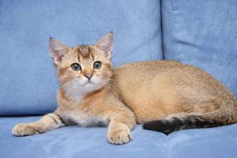 Картинка животные коты котик