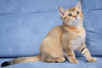 Картинка животные коты котик