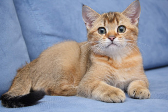 обоя животные, коты, котик