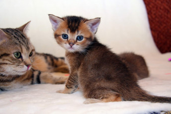 Картинка животные коты котик