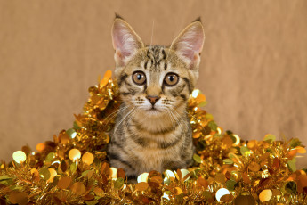 Картинка животные коты мишура взгляд