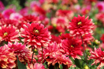 Картинка цветы георгины розовый