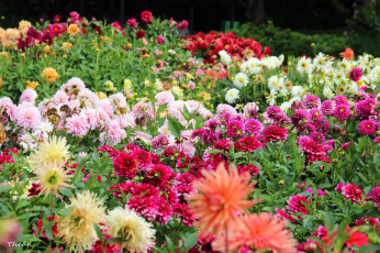 Картинка цветы георгины розовый сиреневый красный