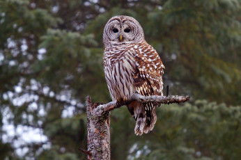 Картинка животные совы сова