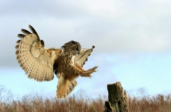 Картинка животные совы крылья посадка