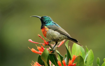 Картинка животные птицы нектарница