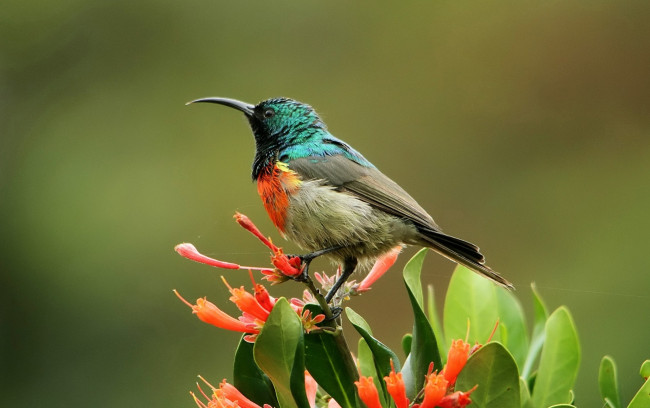 Обои картинки фото животные, птицы, нектарница