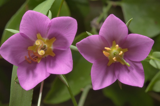 Обои картинки фото цветы, лепестки