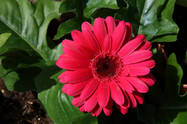 Обои картинки фото цветы, герберы, макро, круглый