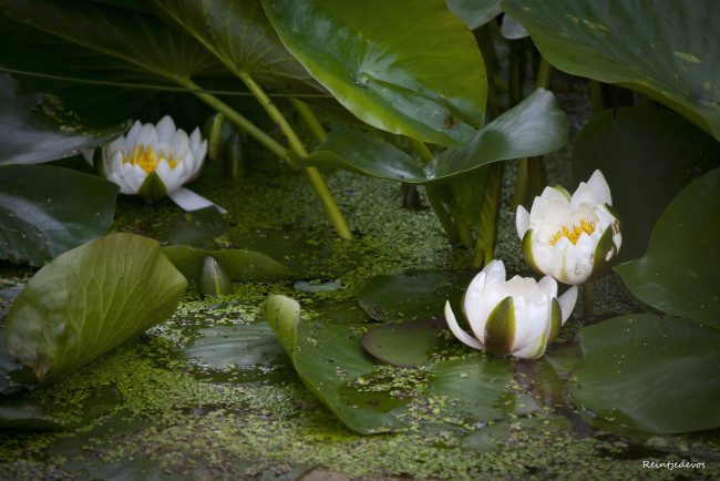 Обои картинки фото цветы, лилии, водяные, нимфеи, кувшинки, белый, листья, вода