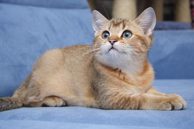 Обои картинки фото животные, коты, котик