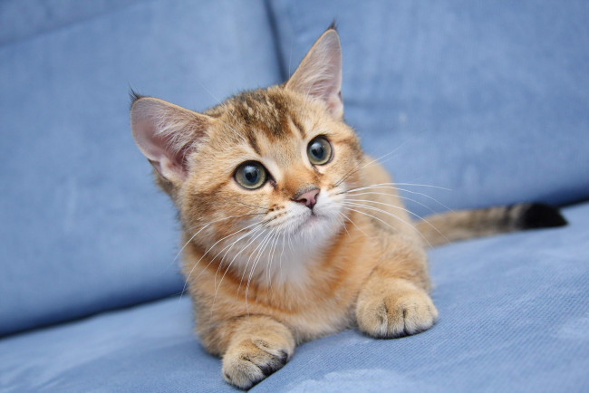 Обои картинки фото животные, коты, котик