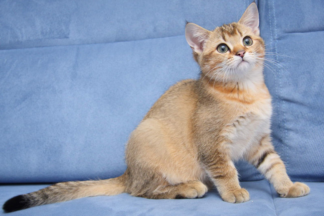 Обои картинки фото животные, коты, котик