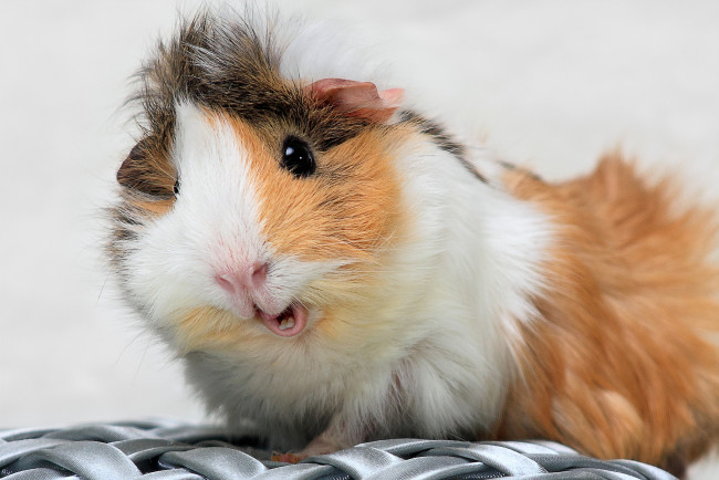 Обои картинки фото животные, морские, свинки, хомяки, забавный, пестрый, морская, свинка