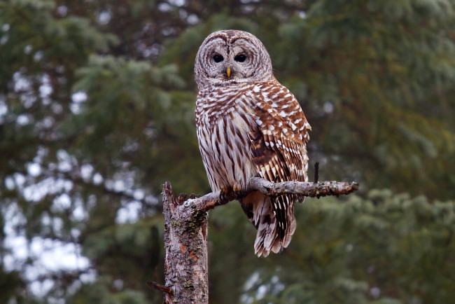 Обои картинки фото животные, совы, сова