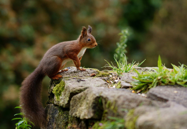 Обои картинки фото животные, белки, хвост, зверек