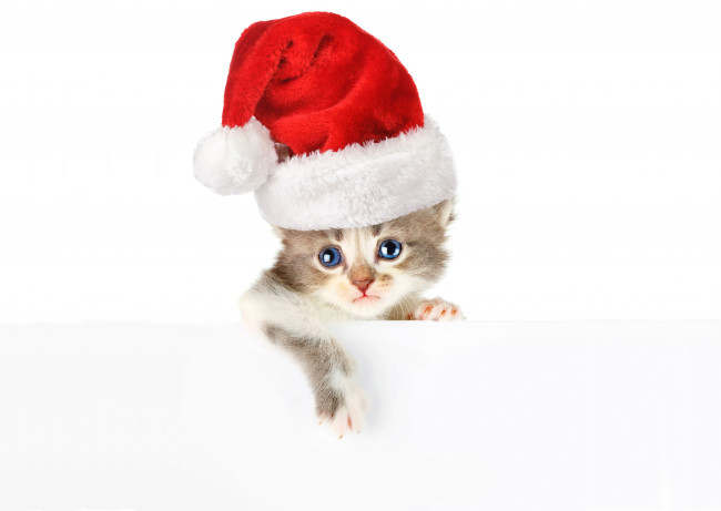 Обои картинки фото животные, коты, котёнок, колпак