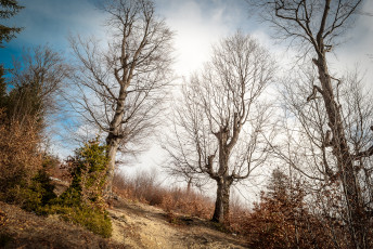 Картинка природа деревья кустарник поляна