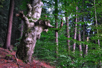 Картинка природа лес заросли стволы