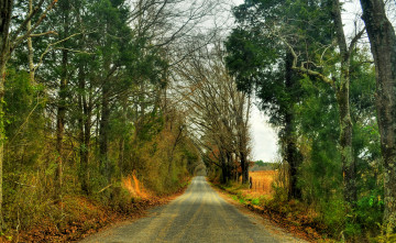 Картинка природа дороги дорога лес