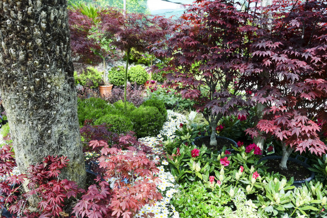 Обои картинки фото природа, парк, деревья, кусты, сад