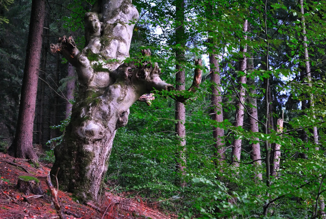 Обои картинки фото природа, лес, заросли, стволы