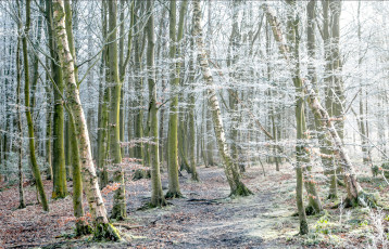 Картинка природа лес иней осень деревья