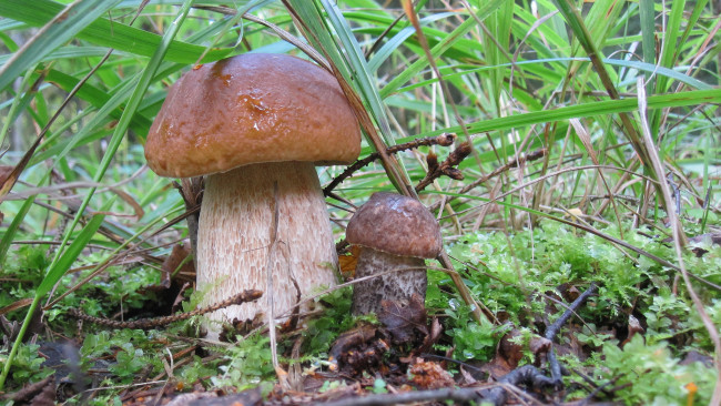 Обои картинки фото природа, грибы, боровик