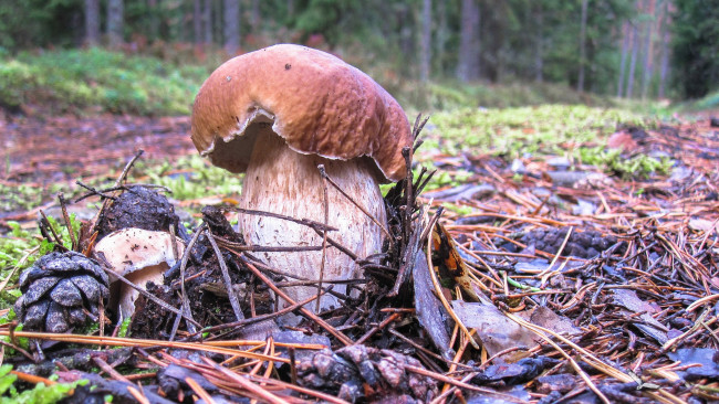 Обои картинки фото природа, грибы, боровик