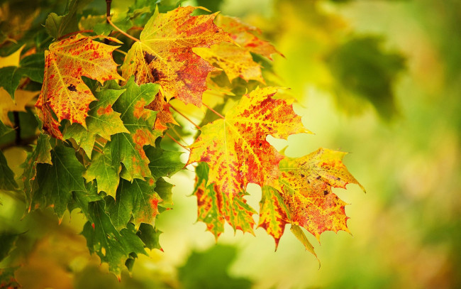 Обои картинки фото природа, листья, осень