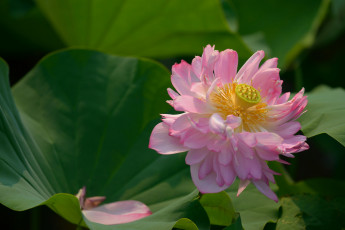 Картинка цветы лотосы лотос