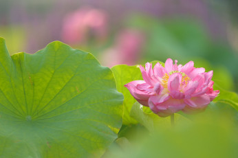 Картинка цветы лотосы лотос