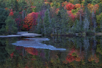 Картинка природа реки озера лес река