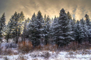 Картинка природа лес ельник