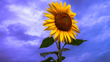 Картинка цветы подсолнухи подсолнух