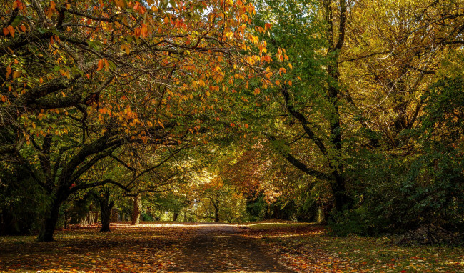 Обои картинки фото природа, дороги, осень, шоссе, лес