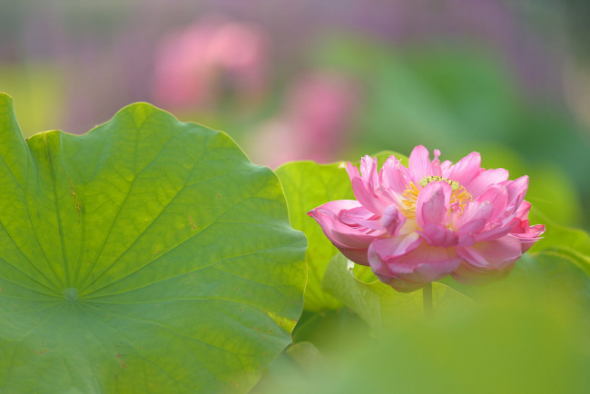 Обои картинки фото цветы, лотосы, лотос